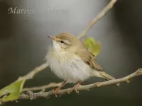Fitis [Phylloscopus trochilus]